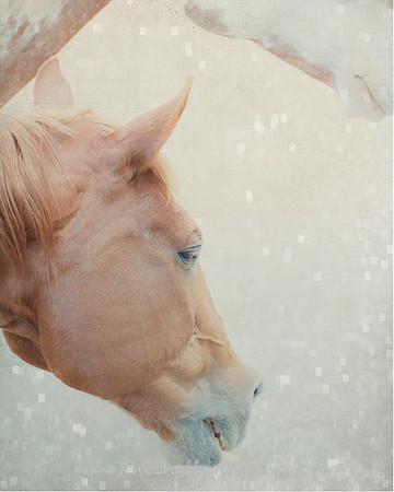 Horse Photography, Fine Art Print