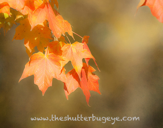 Red Maple Leave, Autumn Photography, Fine Art Print