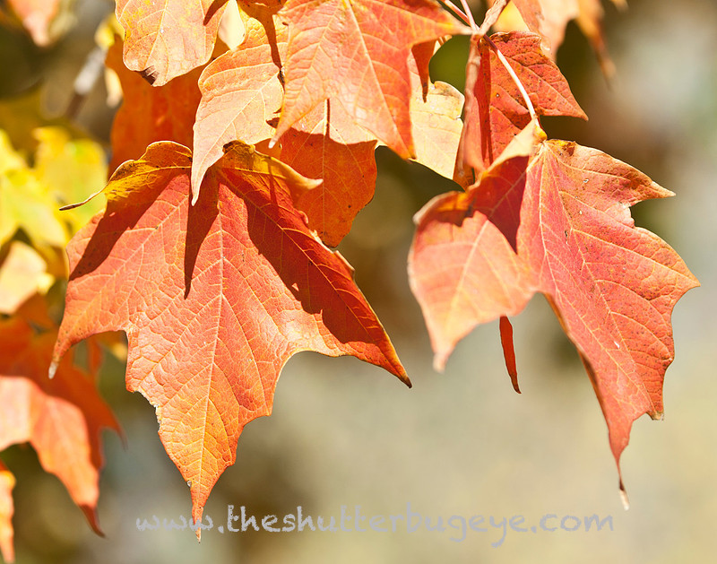 Autumn Home Decor Photograph, Red Maple Leaves