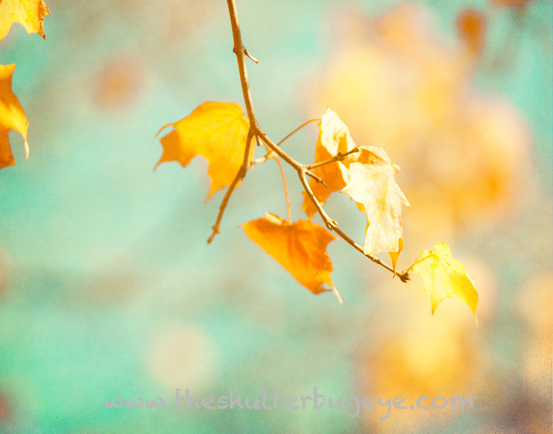 Dreamy nature photograph for sale, Golden fall leaves
