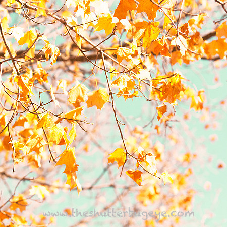 Seasonal Photography, Fall Foliage, Fine Art Photography Print