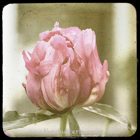 Nature Photograph for Sale, Dreamy Surreal Photography Prints