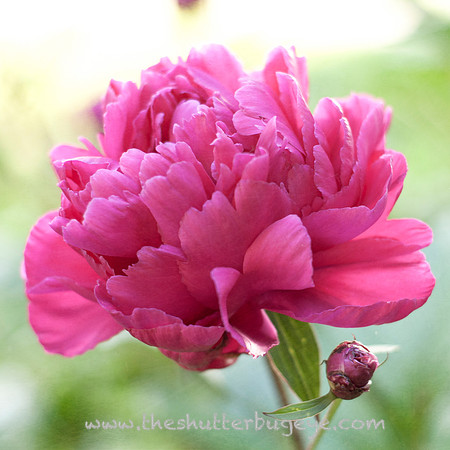 Dreamy Nature Photography Print