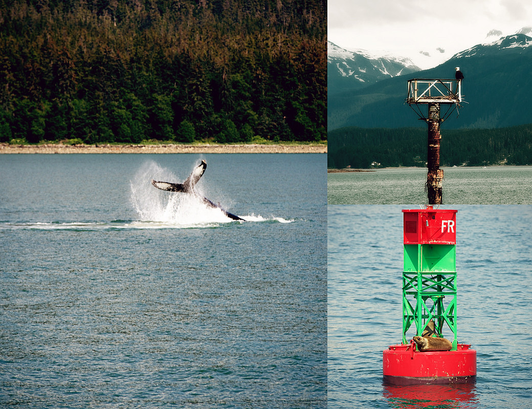 Day 3 - Juneau - Whales 1