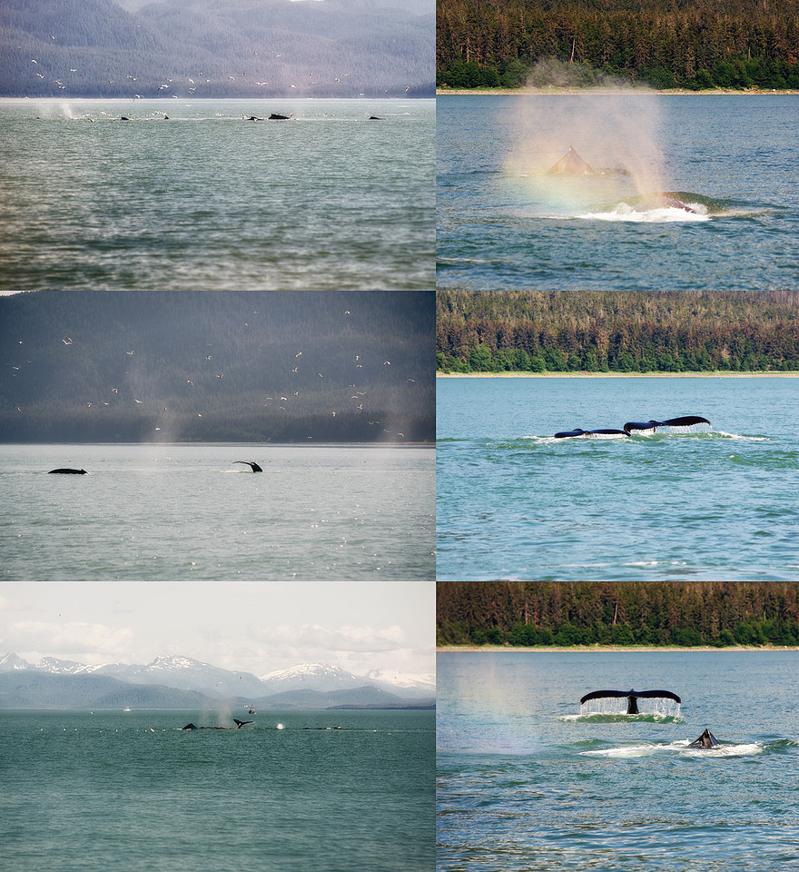 Day 3 - Juneau - Whales 2