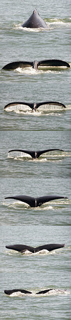Day 3 - Juneau - Whales 3