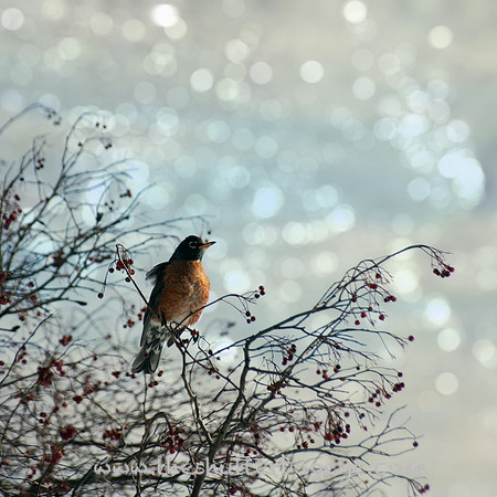 Dreamy Nature Photography, Robin, Bokeh