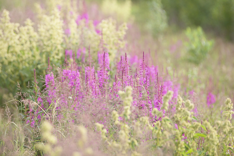 Day 8 - Fireweed