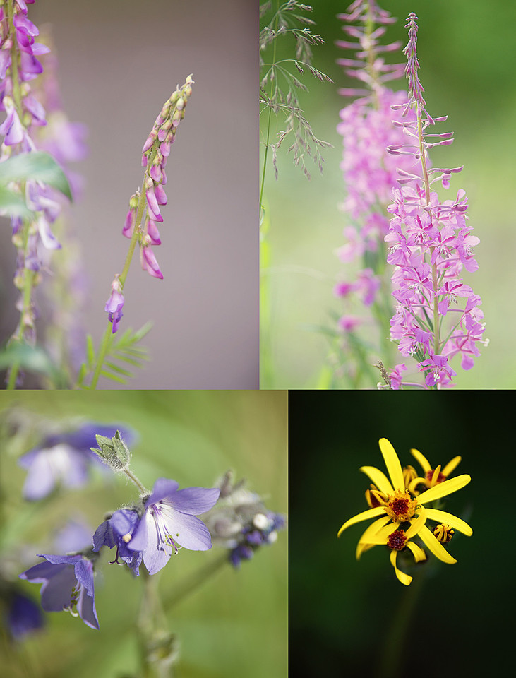 Day 8 - Flowers 1&2