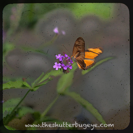 Julia Butterfly TTV Photograph, Dreamy Nature Photography