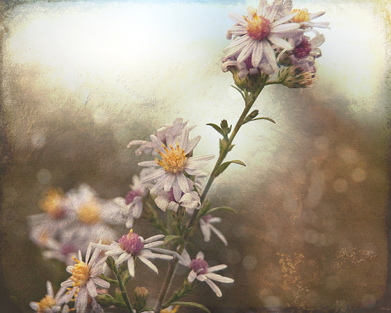 Fall Flowers