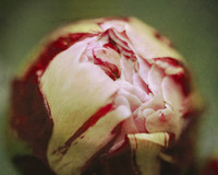 Soft Peony Bud