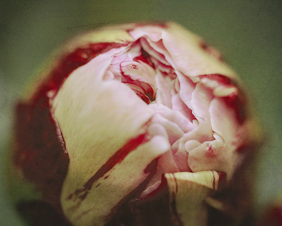 Soft Peony Bud