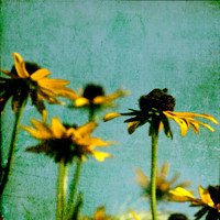 Summer Susan's