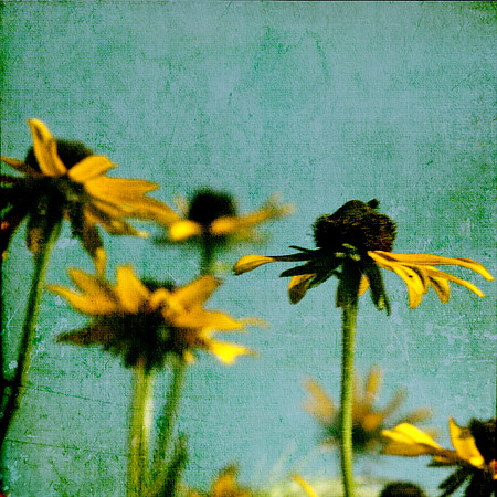 Summer Susan's