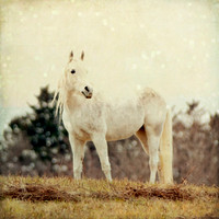 White horse fine art photography