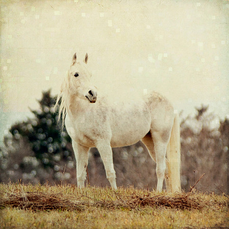 White horse fine art photography