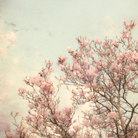 Beautiful Magnolia