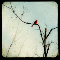 The Shutterbug Eye