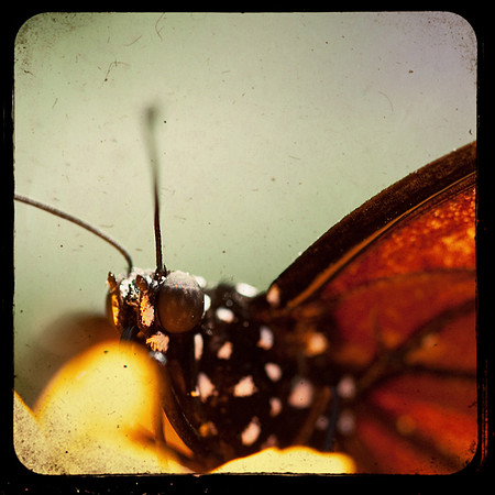 Monarch Portrait