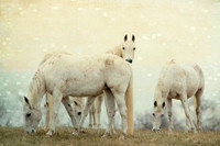 All the White Horses