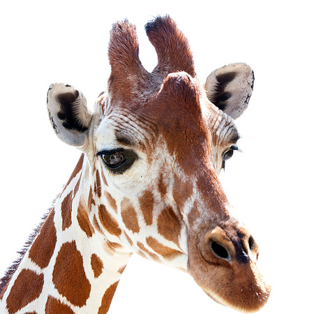 Giraffe Portrait Photo, Animal Photography,