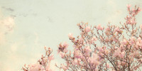 Spring Blossoms 1