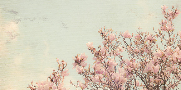 Spring Blossoms 1