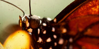 Monarch Portrait
