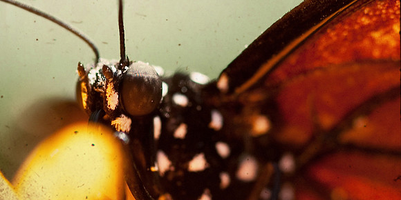 Monarch Portrait