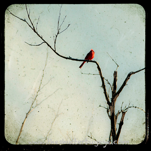 Photograph, Cardinal in tree branch, TTV Photography