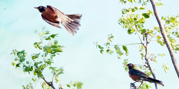Robin's Flight