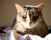 720130404 Cats - 4