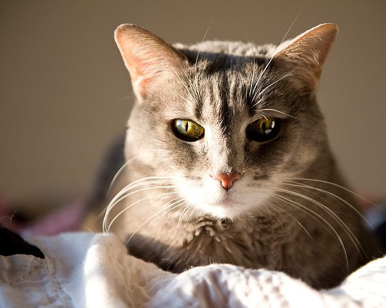 720130404 Cats - 4