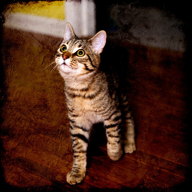 Pet photograph, Cute brown tabby kitten, cat photography