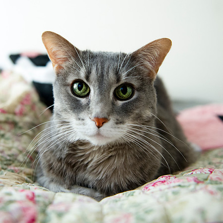 20130317 Cats - 1