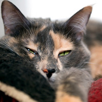 20130317 Cats - 2