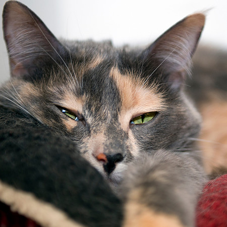 20130317 Cats - 2