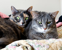 20130317 Cats - 3