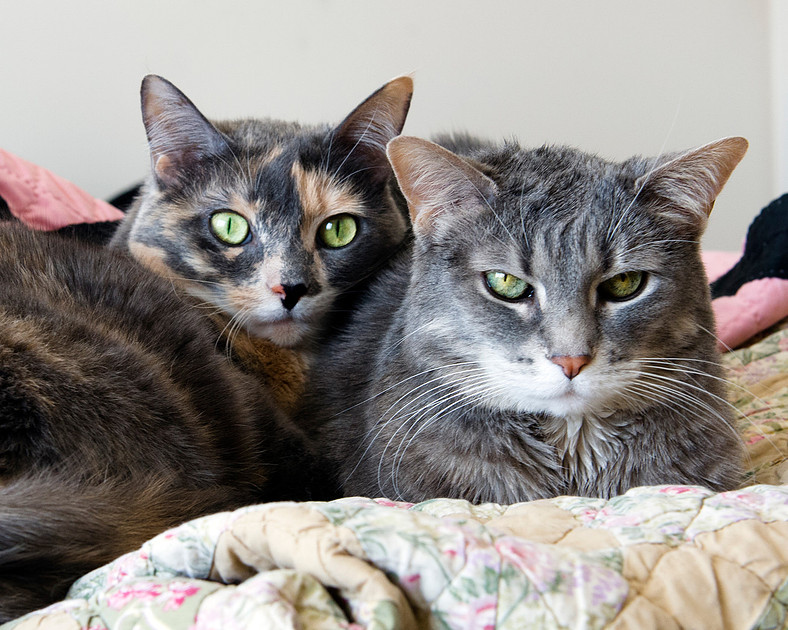 20130317 Cats - 3