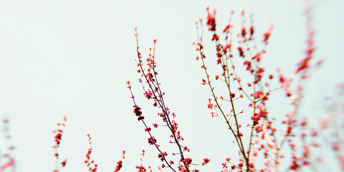Spring  blossom photograph, Red Flower photo
