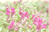 20130421 Cantigny - 04