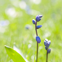 20130421 Cantigny - 06