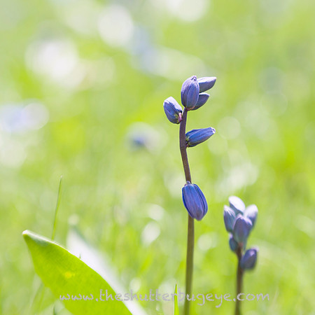 20130421 Cantigny - 06