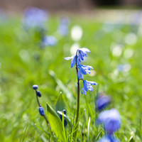 20130421 Cantigny - 07