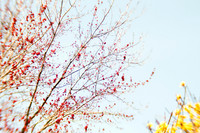 20130421 Cantigny - 10