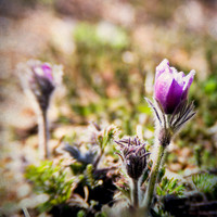 20130421 Cantigny - 12