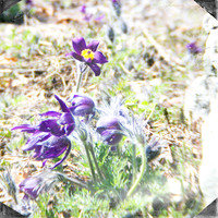 20130421 Cantigny - 13