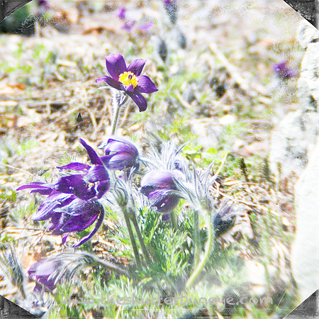 20130421 Cantigny - 13