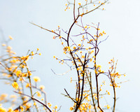 20130421 Cantigny - 15